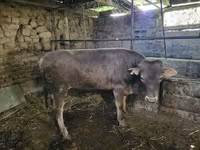 Býk, Swiss cattle — foto 1