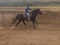 مادیان, National Show Horse — عکس 4