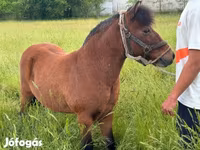 Kůň, Koně — foto 3