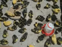 Ducks — 2-rasm