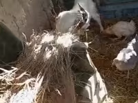 ፍየል, Goats — ፎቶ 8