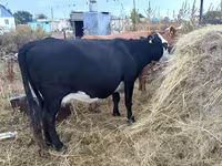 گاو ماده, Latvian Blue cattle — عکس 1
