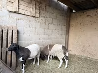 Baran, Dorper sheep — zdjęcie 1
