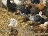 Chickens — foto 4
