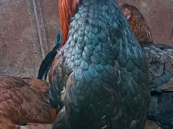 Chickens