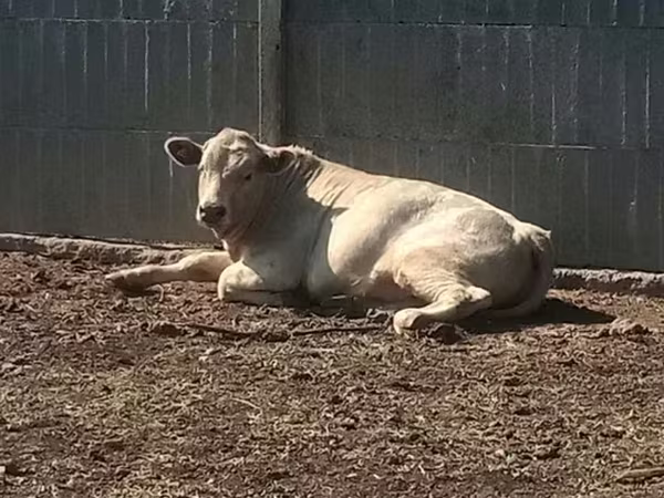 Baran, Edilbay sheep