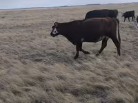 گاو ماده, Simmental cattle — عکس 6