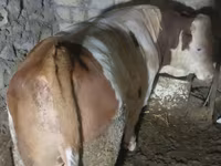Tjur, Simmental cattle — foto 2