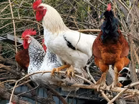 Brahma — foto 2