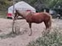 Жребец, Kazakh horse — снимка 6
