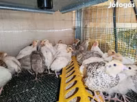 Quails — عکس 4