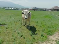 Krava, Simmental cattle — foto 5