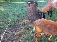 Овца, Cameroon sheep — снимка 2