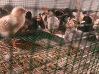 Chickens — foto 1