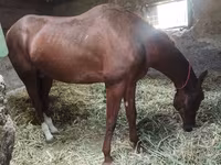 Hengst, Akhal-Teke — Foto 2