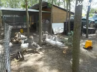 Geese — foto 2