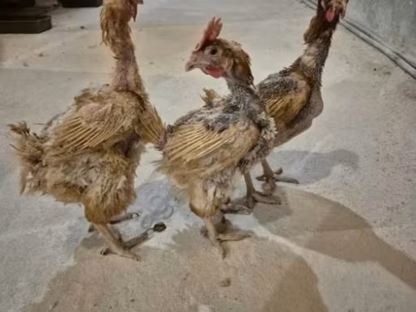 하이섹스