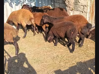 ஆண் ஆடு, ஆடுகள் — புகைப்படம் 1