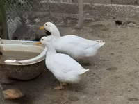 Pekin tedesco — foto 4