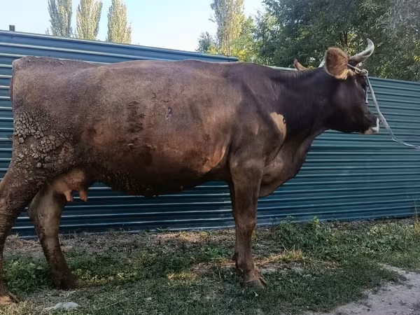 วัวตัวเมีย, Swiss cattle