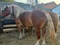 Kuda betina, Hungarian horse breed — foto 4