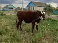Ko, Simmental cattle — foto 2