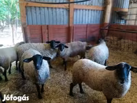 Biri-biri betina, White Suffolk sheep — foto 7