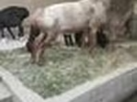 قوچ, Edilbay sheep — عکس 7