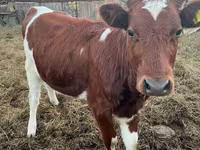 Rinder (Partie, Geschlecht nicht angegeben), Simmental cattle — Foto 2