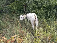 Buk, Nubian Goat — foto 2