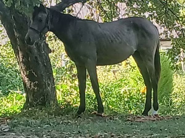 Cavalla, Cavalli