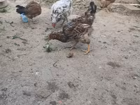 Chickens — عکس 2