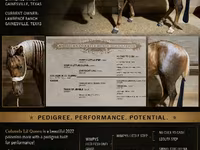 Mare, Quarter Horse — photo 4