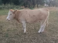 گاو ماده, Simmental cattle — عکس 3