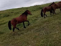 Faras, Kazakh horse — sawirka 6