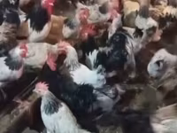 Chickens — 3-сурет