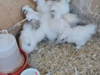 Silkie — foto 3