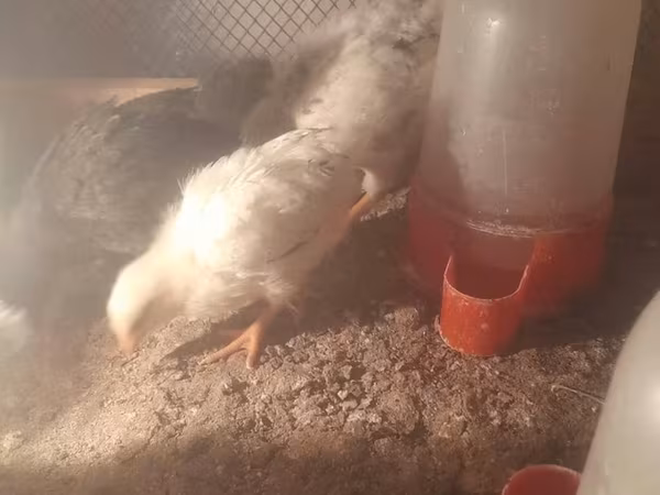 Chickens