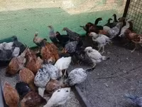 Chickens — Foto 6