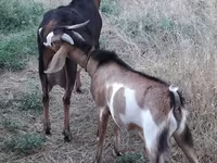 Billy Goat, Nubian Goat — photo 3