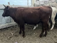 Boğa, Sığır — foto 1