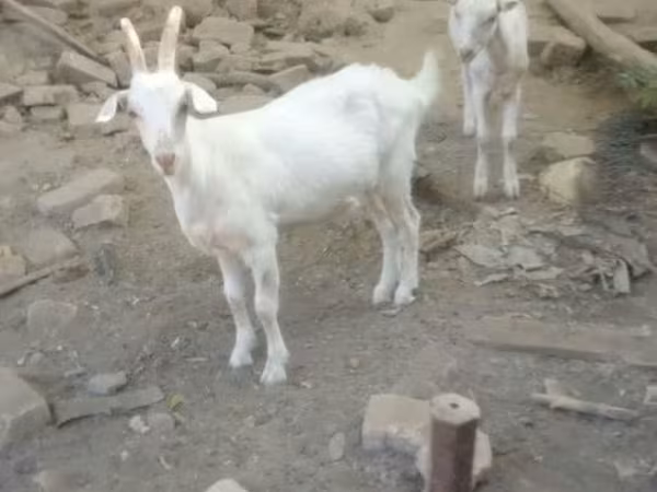Goat, Goats