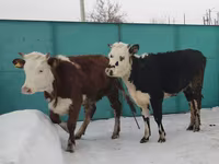 Vaca, Simmental cattle — foto 1