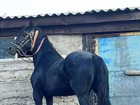 مادیان, Friesian — عکس 5