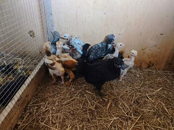 Chickens