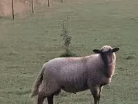 گوسفند (گروه، جنسیت مشخص نشده), White Suffolk sheep — عکس 3