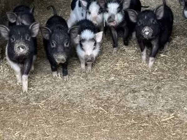 Babi betina, Вьетнамская вислобрюхая