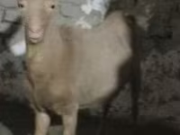 Koza, Kozy — foto 4