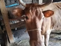 Krava, Simmental cattle — fotografija 7