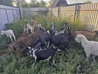 ፍየል, Alpine goat — ፎቶ 7